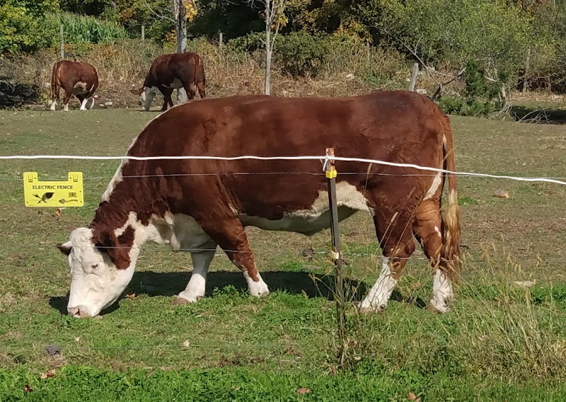 Wells Hollow Farms