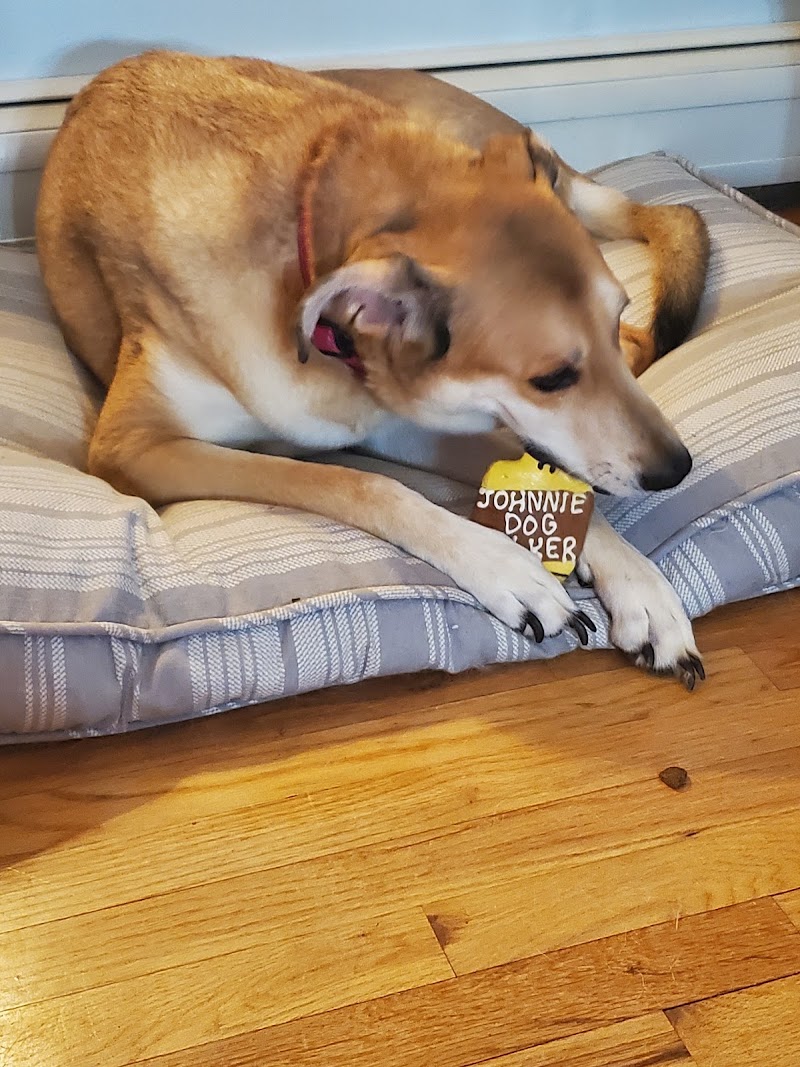 Salty Paws Doggie Ice Cream Parlor